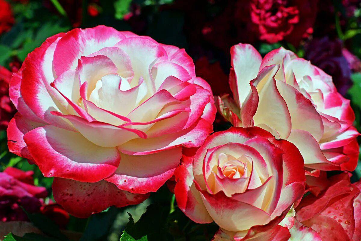 Цветы розы #33