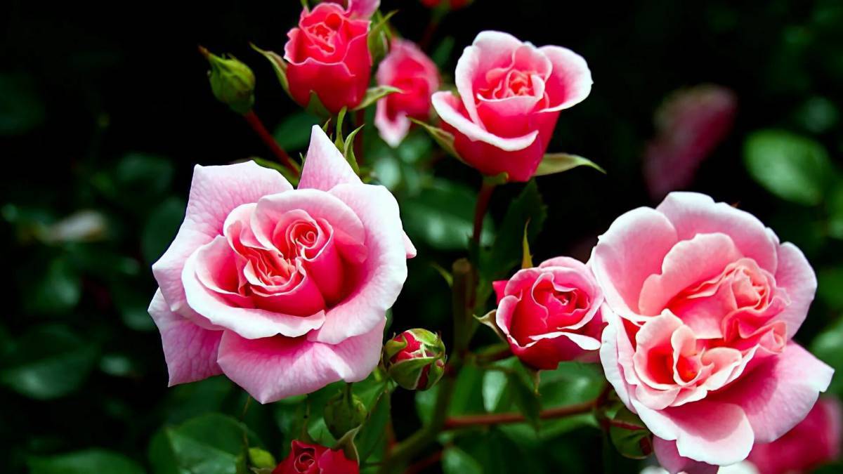 Цветы розы #35
