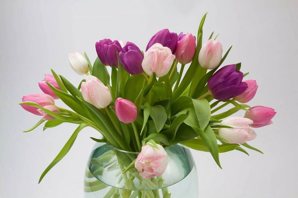Цветы тюльпаны #32