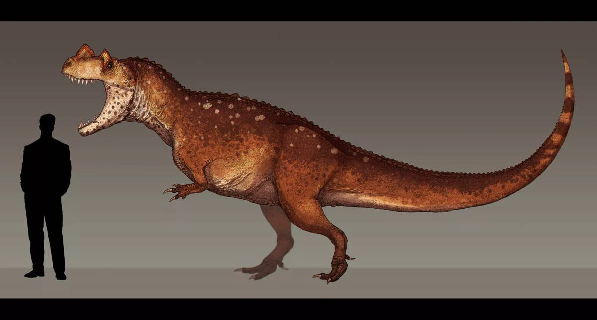 Цератозавр #11