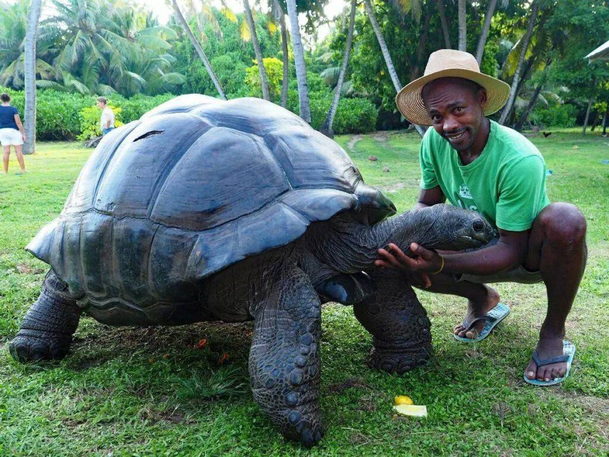 Большая галапагосская черепаха. Галапагосская слоновая черепаха. Черепаха гигантский Галапагос. Исполинская сейшельская черепаха. Галапагосская черепаха самая большая.