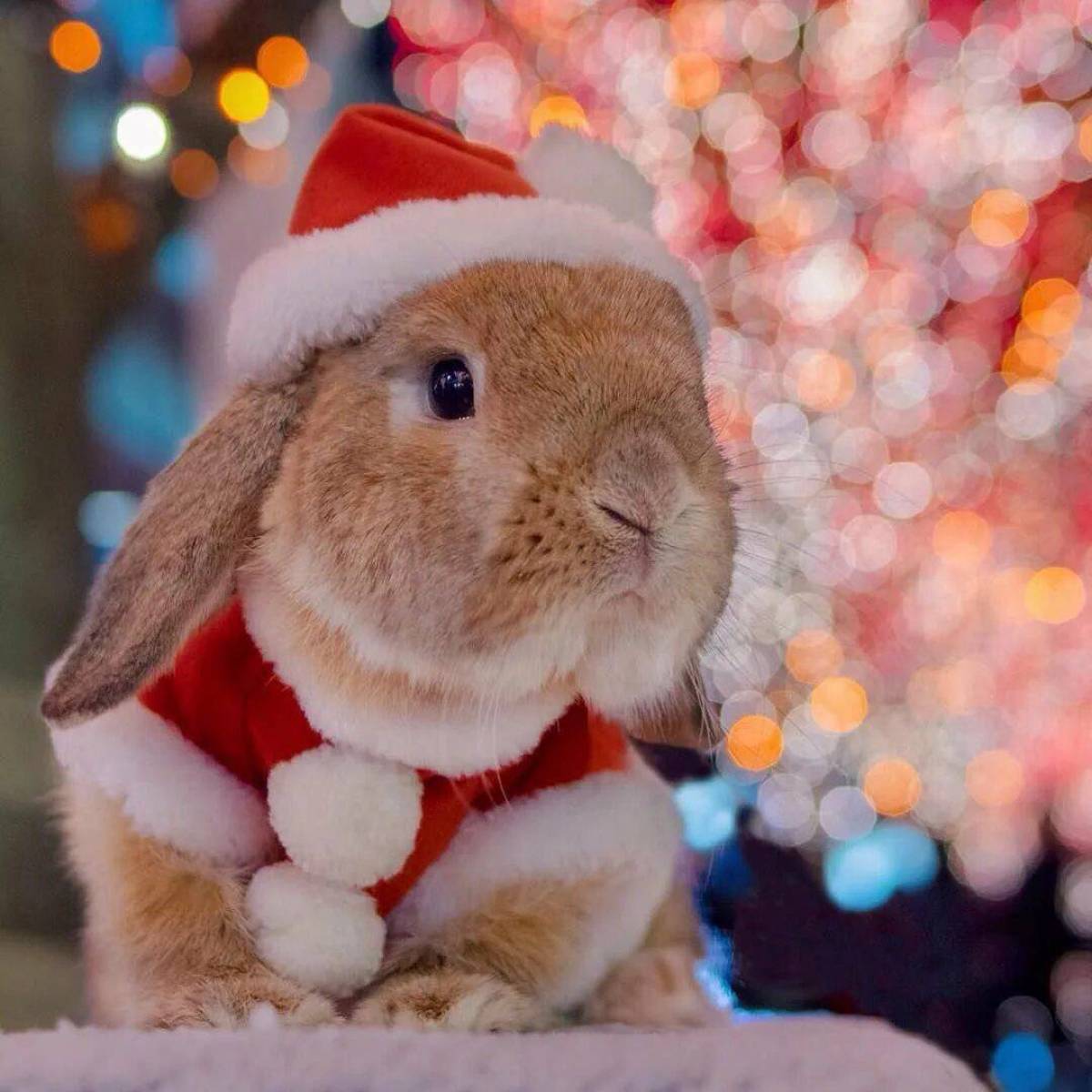 Год кролика человек. Новогодний кролик. Кролик новый год. Новогодний кроликкролик. Новогодний кролик фото.