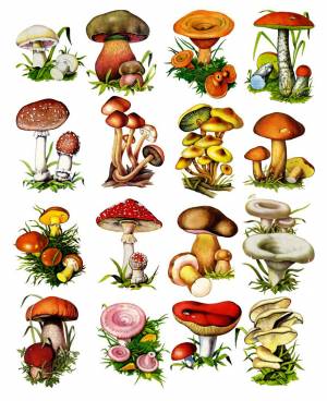 Раскраска грибы для детей #3 #54193