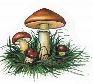 Раскраска грибы для детей #27 #54217