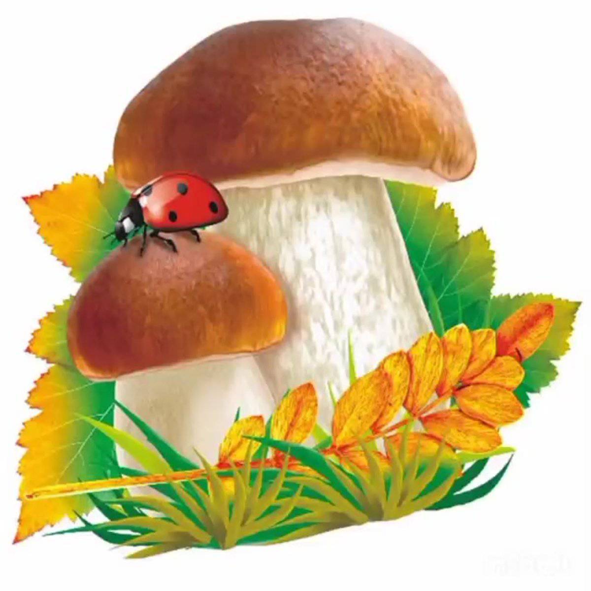 белый гриб картинки для детей цветные