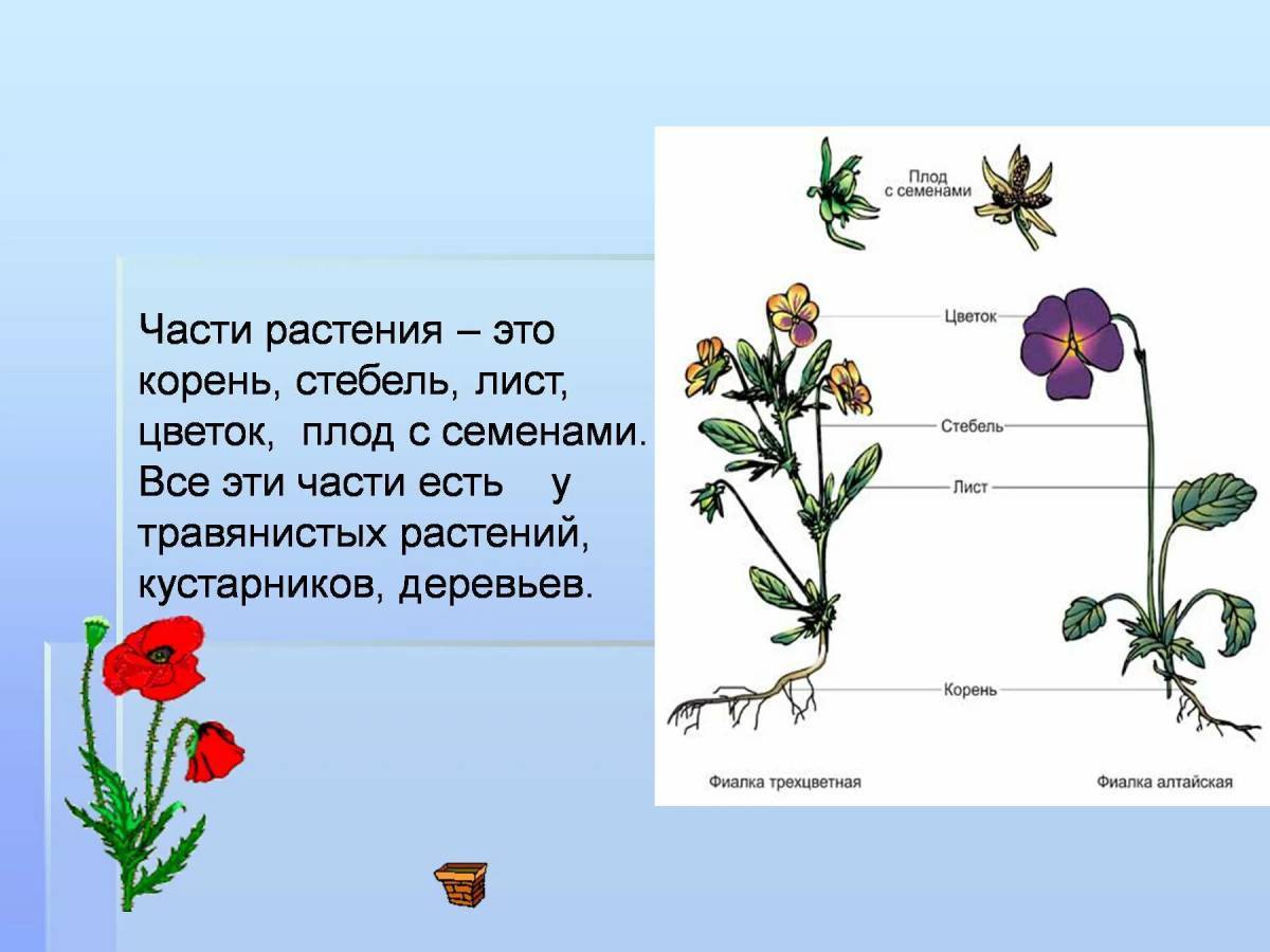 Проект для первого класса цветы