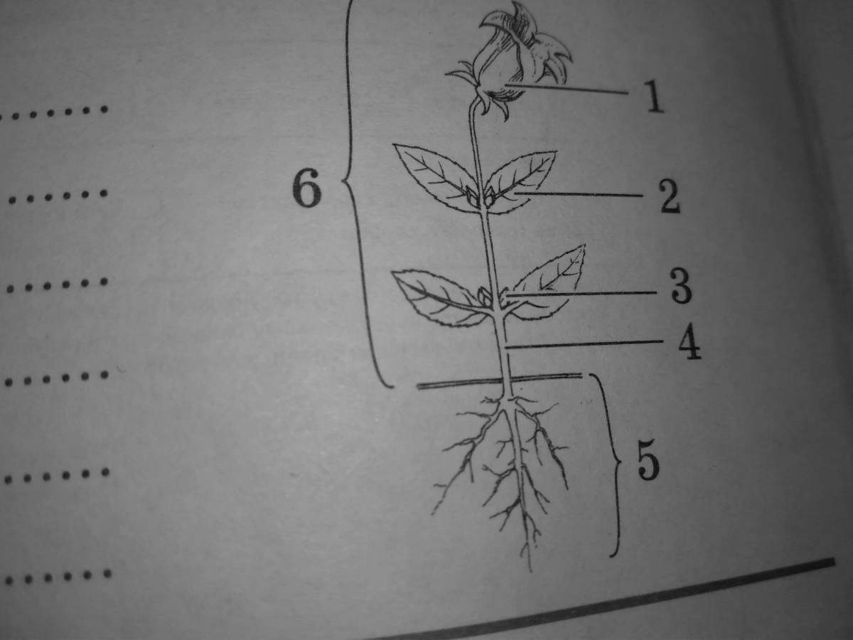 Картинка цветка с корнем