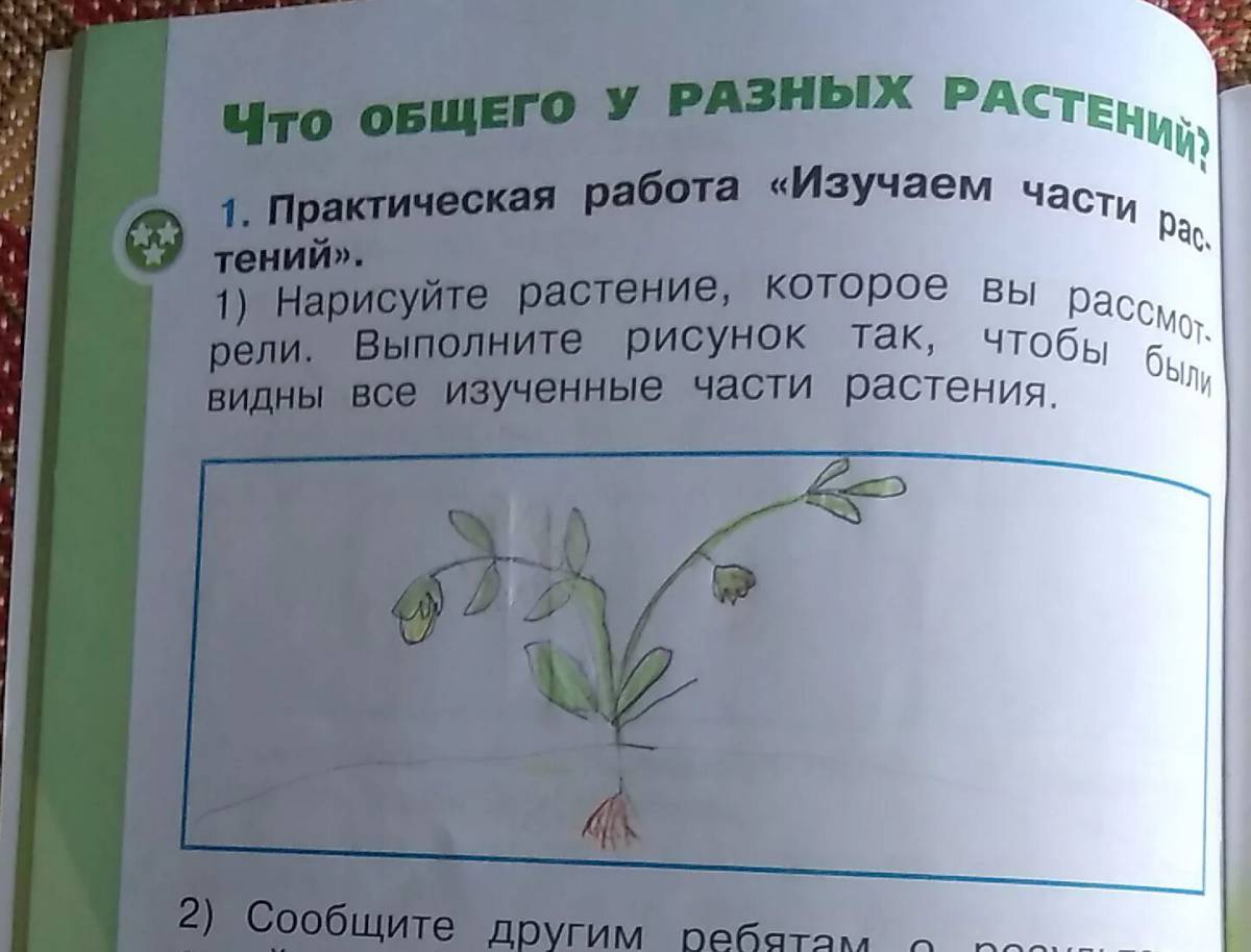 Окружающий мир 1 класс рисунок растения