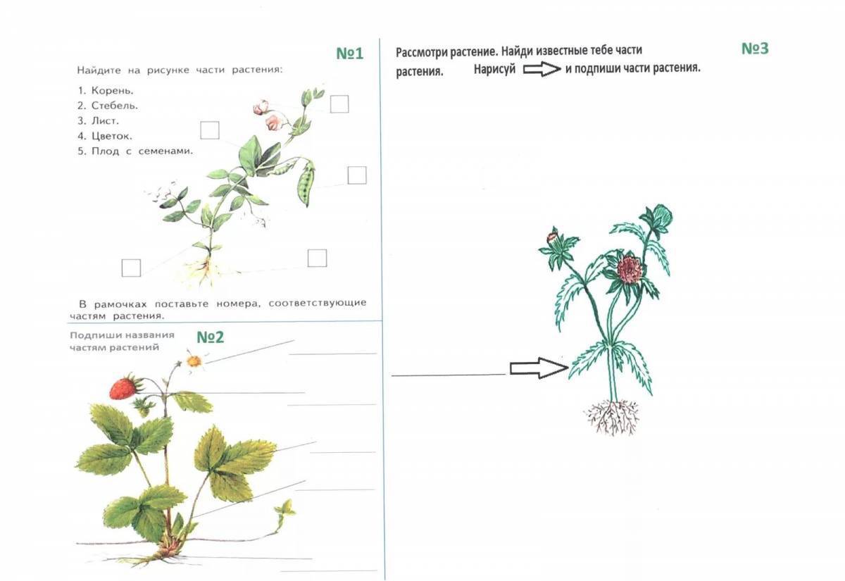 Нарисуйте любое из растений подпишите части растений