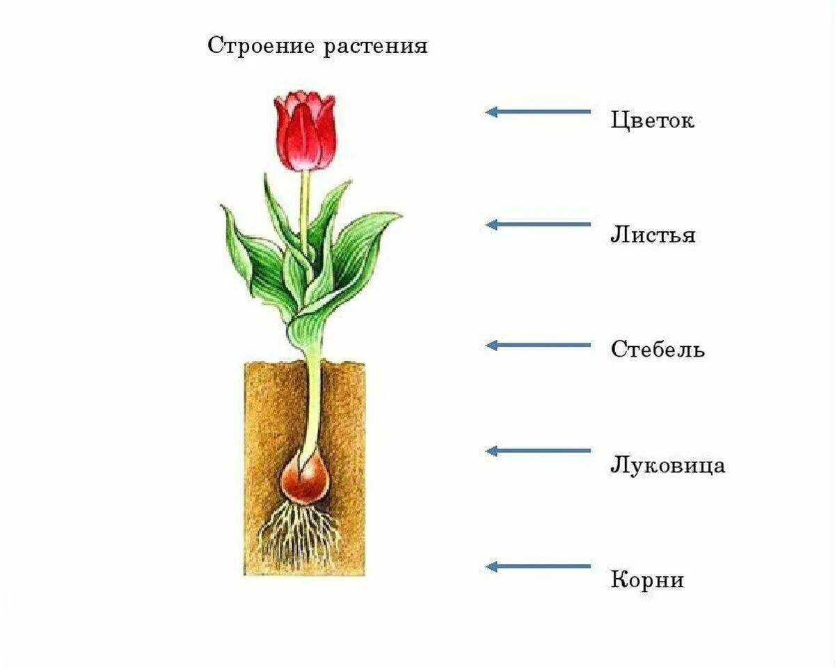 Схема части растения 3 класс