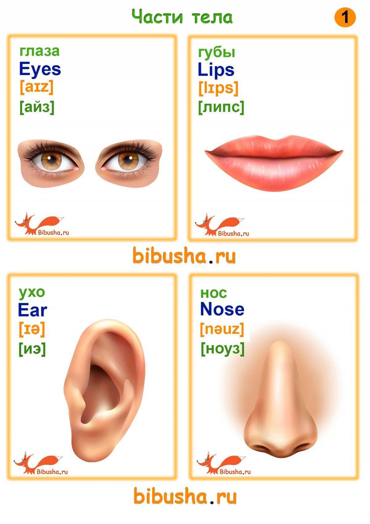 Английский язык части тела с произношением. Части тела на английском для детей с транскрипцией и переводом. Части тела с транскрипцией на английском языке. Части тела на английском для детей карточки.
