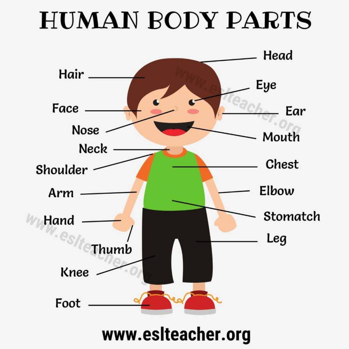 Части тела на английском для детей в картинках с переводом