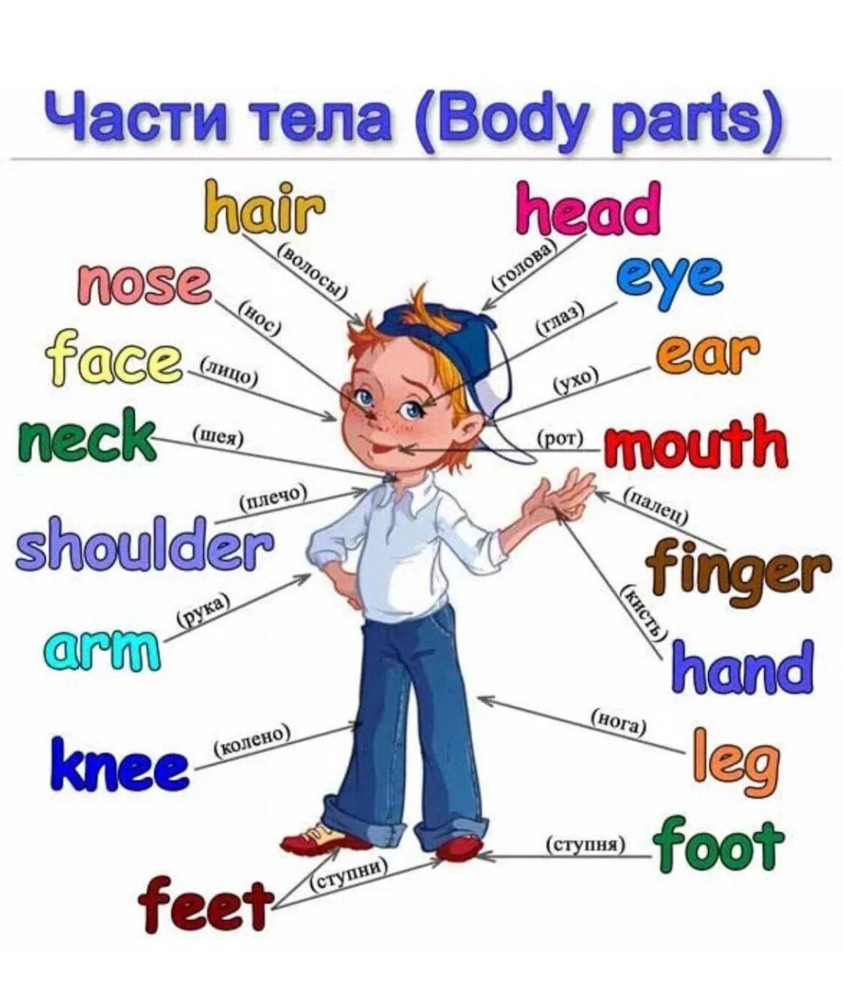 Body урок. Части тела на английском языке для детей. Части тела по английскому языку для детей. Части тела человека на английском. Английские слова части тела.