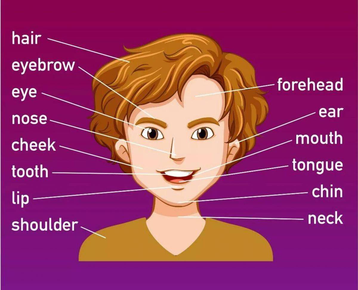 Твое лицо на английском. Части лица на английском для детей. Части тела и лица на английском для детей. Лицо человека английский для детей. Части лица человека на английском.