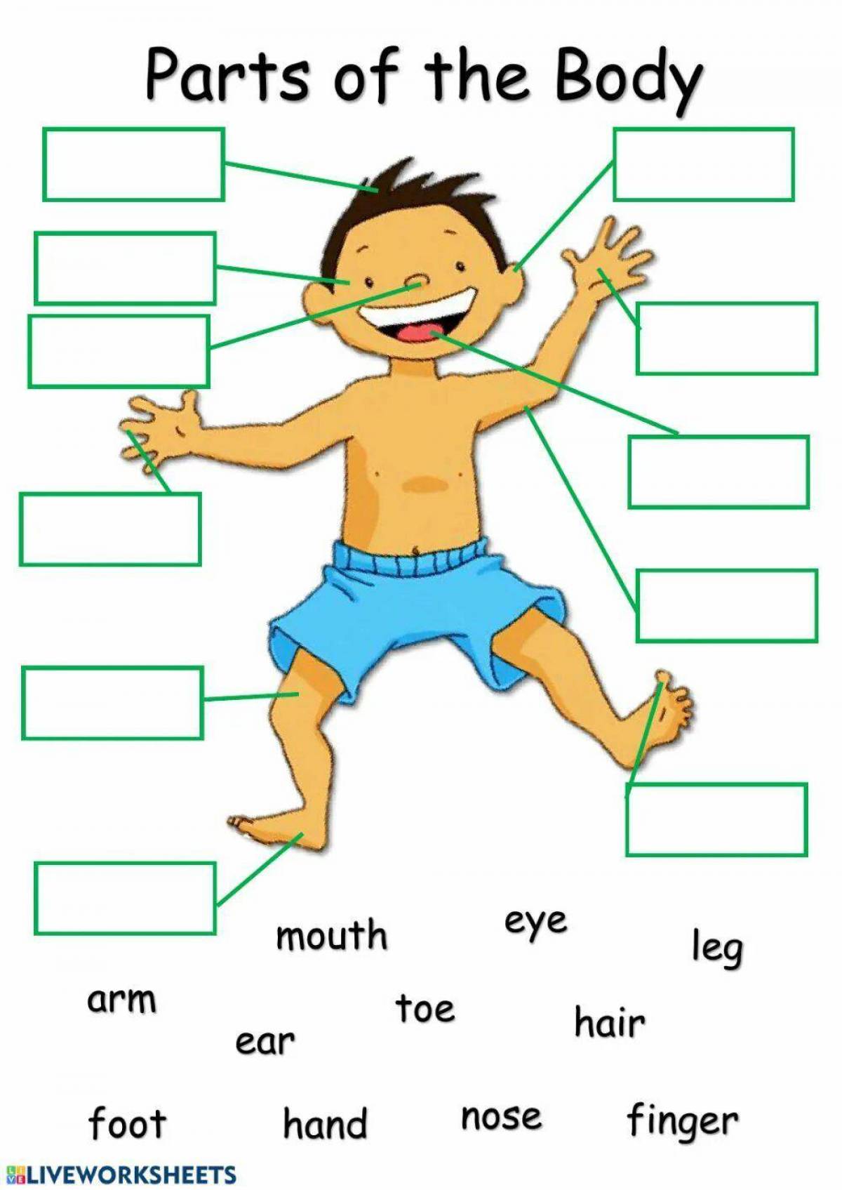 Parts of body for kids. Части тела на английском. Части тела на английском для детей. Части тела на английском задания. Части тела на английском языке упражнения.