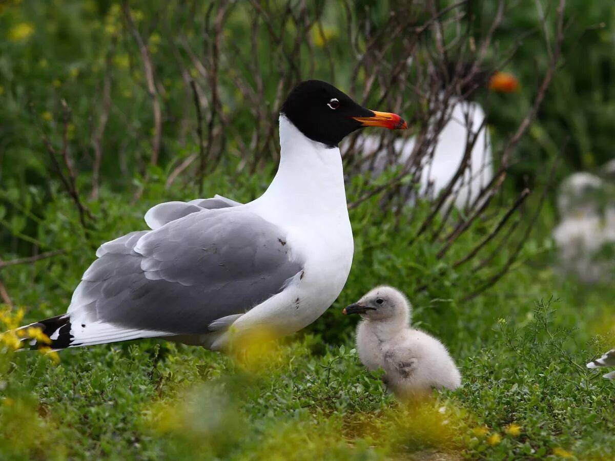 Черноголовый хохотун (Larus ichthyaetus). Черноголовый хохотун – Larus ichthyaetus Pallas. Ростовский заповедник черноголовый хохотун. Серебристая Чайка черноголовый хохотун.