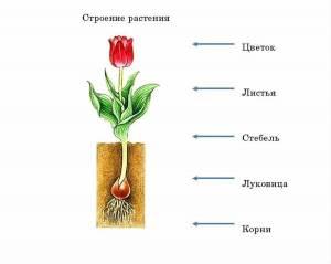 Раскраска части растений #8 #556151