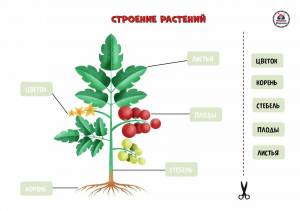 Раскраска части растений #15 #556158