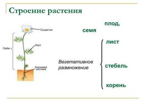 Раскраска части растений #30 #556173