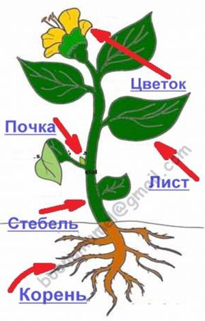 Раскраска части растений #31 #556174