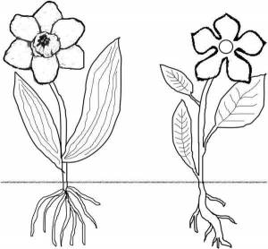 Раскраска части растений для детей 1 класс #3 #556185