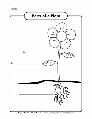 Раскраска части растений для детей 1 класс #5 #556187