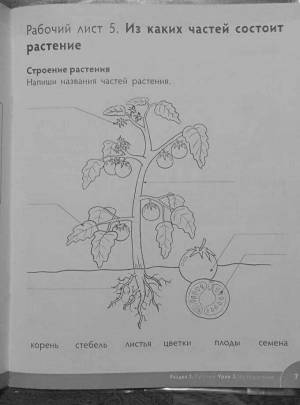 Раскраска части растений для детей 1 класс #9 #556191
