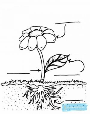 Раскраска части растений для детей 1 класс #11 #556193