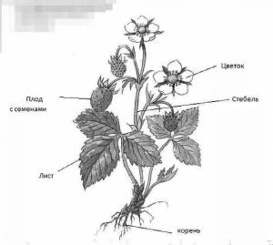 Раскраска части растений для детей 1 класс #18 #556200