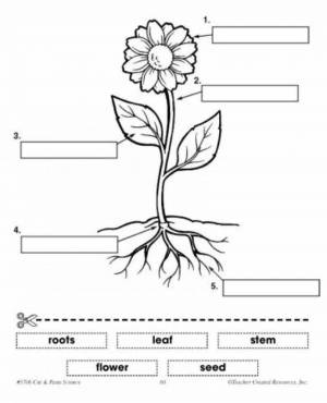Раскраска части растений для детей 1 класс #24 #556206