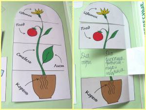 Раскраска части растений для детей 1 класс #25 #556207