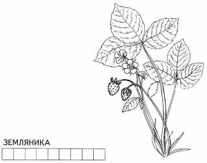 Раскраска части растений для детей 1 класс #33 #556215