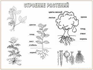 Раскраска части растения 1 класс #13 #556234