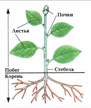 Раскраска части растения 1 класс #18 #556239