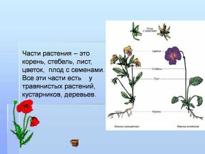 Раскраска части растения 1 класс #26 #556247