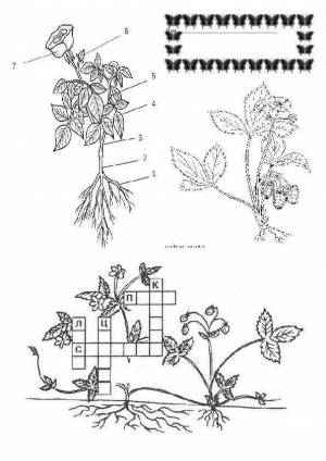 Раскраска части растения 1 класс #36 #556257