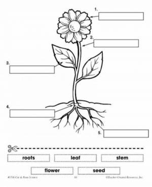 Раскраска части растения 1 класс #37 #556258