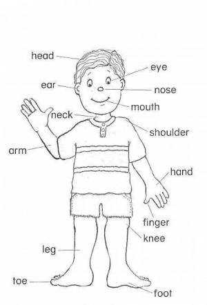 Раскраска части тела на английском #14 #556429