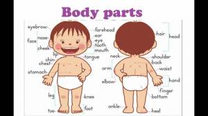 Раскраска части тела на английском для детей #3 #556457