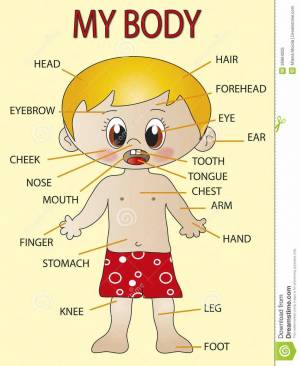 Раскраска части тела на английском для детей #4 #556458