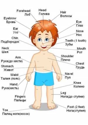Раскраска части тела на английском для детей #13 #556467