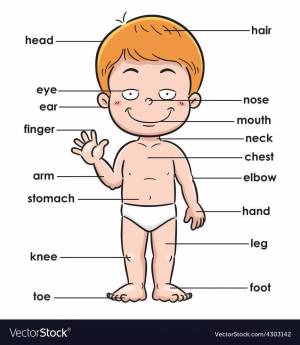 Раскраска части тела на английском для детей #16 #556470