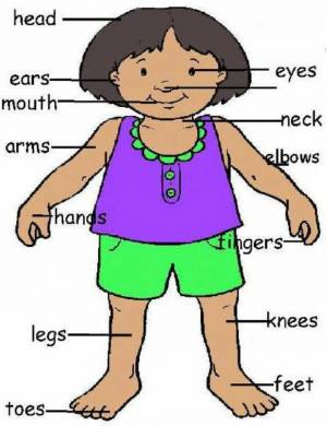 Раскраска части тела на английском для детей #17 #556471