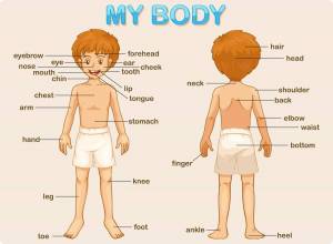 Раскраска части тела на английском для детей #18 #556472