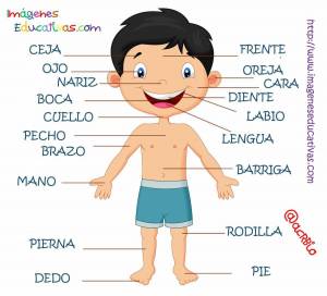 Раскраска части тела на английском для детей #19 #556473