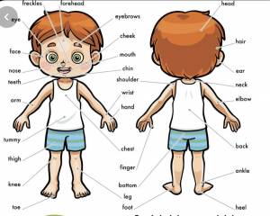 Раскраска части тела на английском для детей #20 #556474