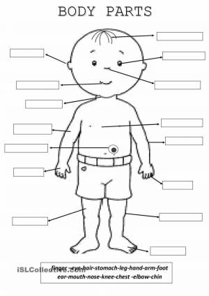 Раскраска части тела на английском для детей #23 #556477