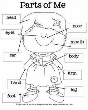 Раскраска части тела на английском для детей #27 #556481