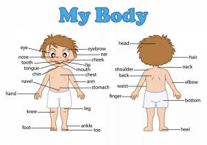 Раскраска части тела на английском для детей #34 #556488