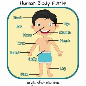 Раскраска части тела на английском для детей #39 #556493